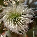 Clematis alpina Fruit