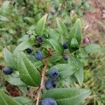 Myrtus communis Fruit