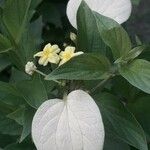 Mussaenda philippica Fuelha