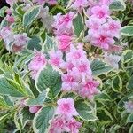 Weigela praecox Blomma