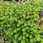 Sedum acreList