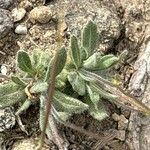 Biscutella intermedia Hoja