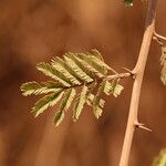 Vachellia hockii Leaf