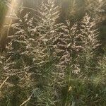 Eragrostis cylindriflora Blüte