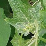 Sechium edule Φύλλο