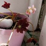 Begonia heracleifolia 叶