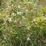 Anthericum ramosum Buveinė