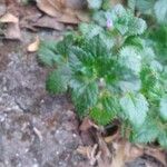 Stemodia verticillata Blatt