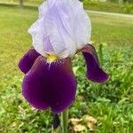 Iris × germanica Çiçek