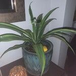 Dracaena fragransLeaf