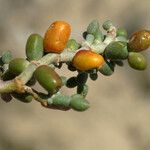 Zygophyllum album Leaf