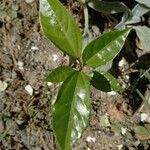 Passiflora edulis Blatt