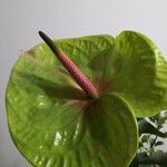 Anthurium andraeanum Hoja