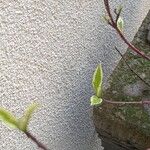 Cornus alba 葉