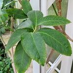 Tetrastigma rumicispermum Leaf
