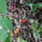 Panax quinquefolius Frugt