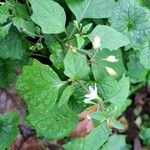 Solanum carolinense Frunză