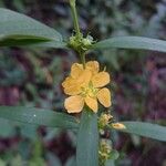 Heimia salicifolia Квітка