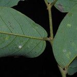 Monanthotaxis laurentii Leaf