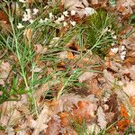 Lathyrus pannonicus Habitat