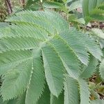 Melianthus major Hostoa