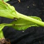 Ligularia fischeri Habit