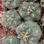 Coryphantha elephantidens Кара