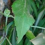 Knautia integrifolia Leaf