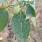 Physalis angulata Leaf