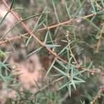 Juniperus oxycedrusBlad