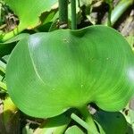 Pontederia crassipes Blatt