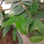 Syzygium paniculatum Листок