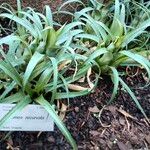 Aechmea recurvata Folha