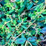 Euphorbia maculata Žiedas