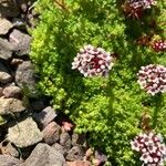 Crassula setulosa 花