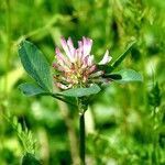 Trifolium medium Blatt