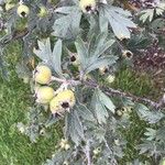 Crataegus laciniata Fruit