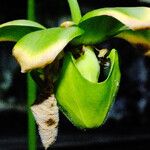 Sarracenia flava Blomst