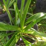 Ornithogalum thyrsoides Leaf