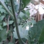 Solanum nigrum Çiçek