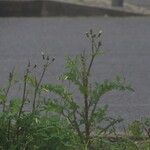 Sonchus tenerrimus Fuelha