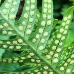 Polypodium vulgare Ffrwyth