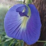 Clitoria ternateaFlor