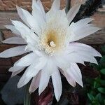 Peniocereus greggii Blüte