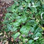 Pulmonaria officinalis Otro