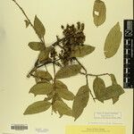 Zanthoxylum oxyphyllum Altro