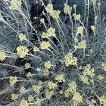 Helichrysum italicum Кветка
