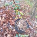 Salix variegata Hoja