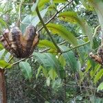 Aristolochia labiata Plod