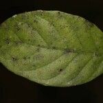 Siparuna decipiens Yaprak
